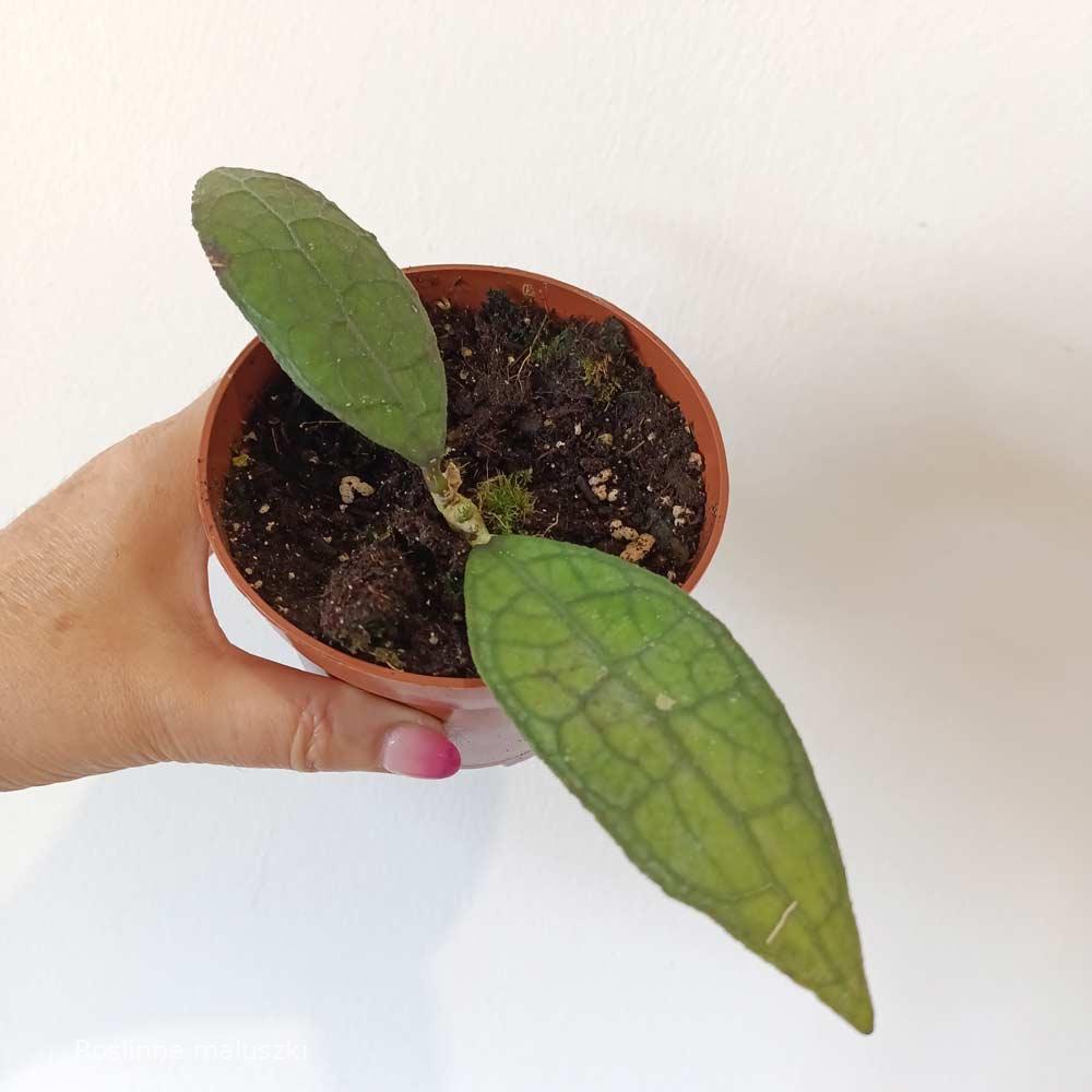 Hoya Clemensiorum Sumatra