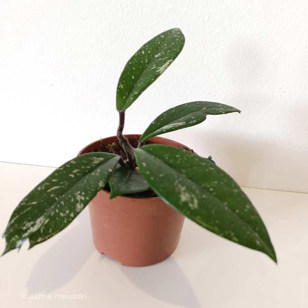 Hoya carnosa Stardust