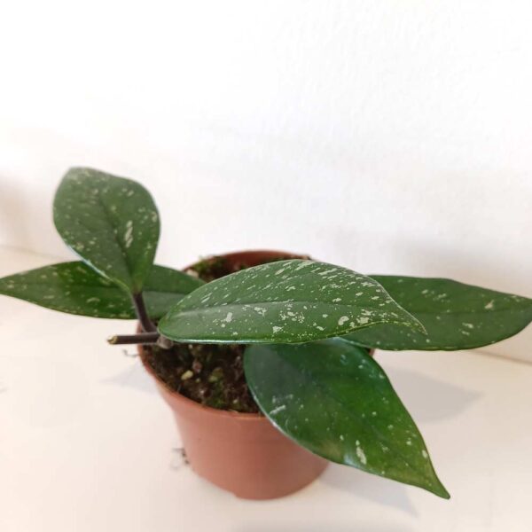 Hoya carnosa Stardust