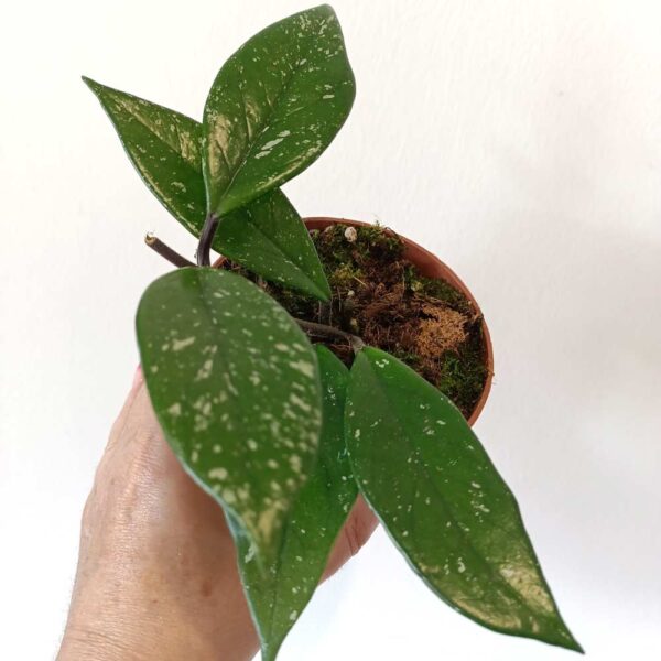 Hoya carnosa Stardust
