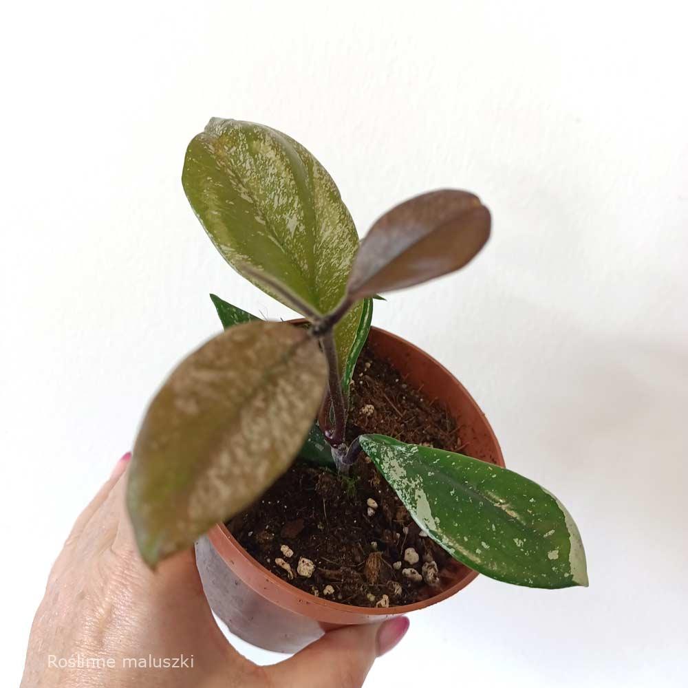 Hoya carnosa Stardust