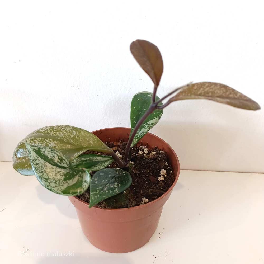 Hoya carnosa Stardust