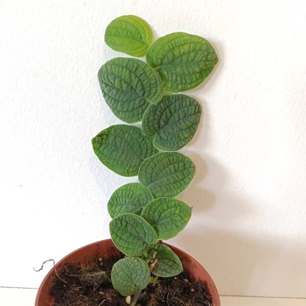 Rhaphidophora Tenuis Silver