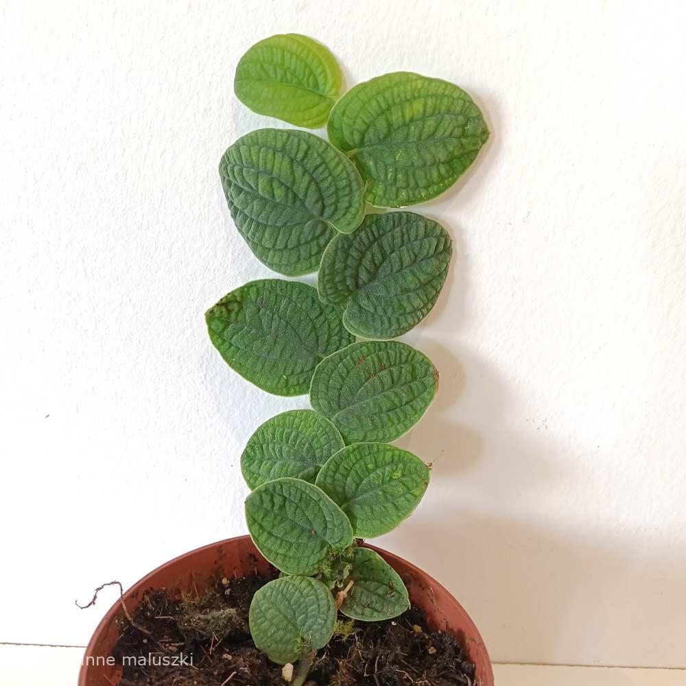 Rhaphidophora Tenuis Silver