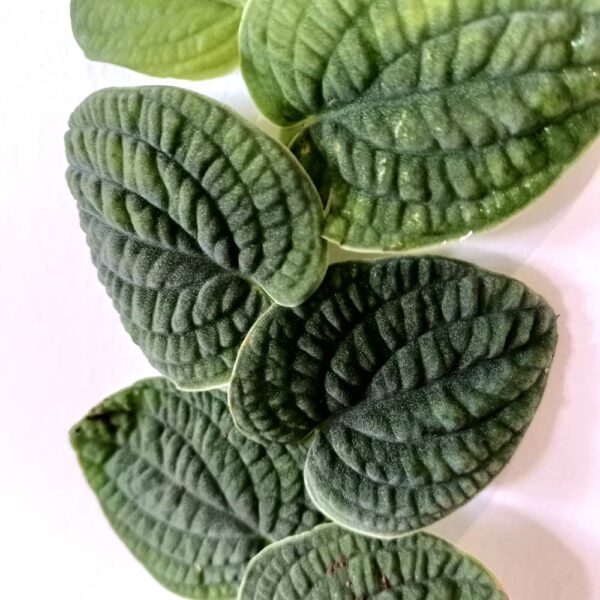 Rhaphidophora Tenuis Silver