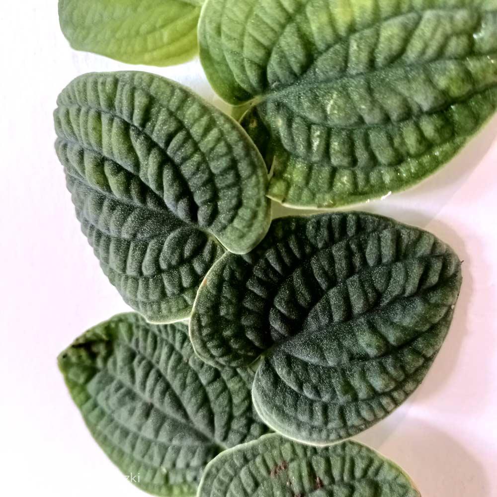 Rhaphidophora Tenuis Silver