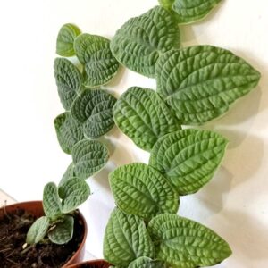 Rhaphidophora Tenuis Silver