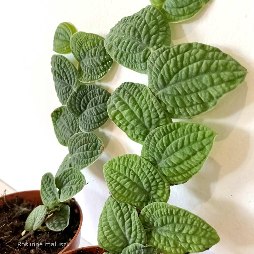 Rhaphidophora Tenuis Silver