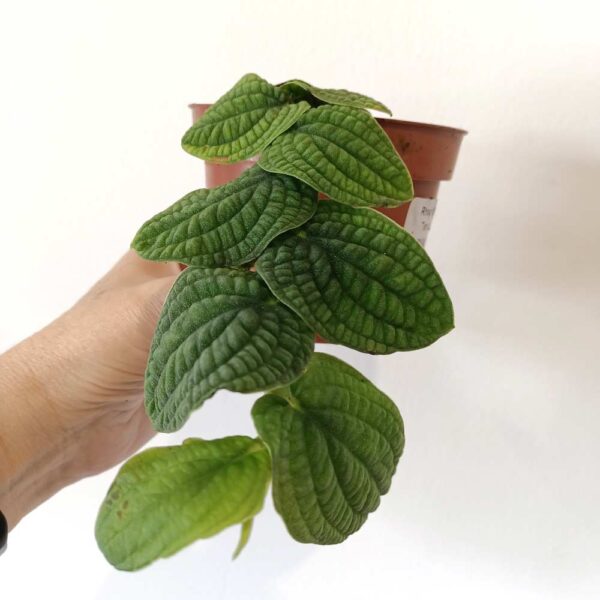 Rhaphidophora Tenuis Silver