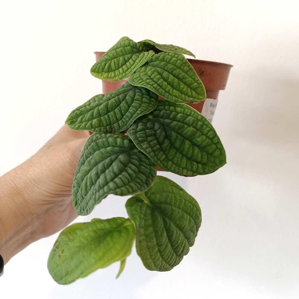 Rhaphidophora Tenuis Silver