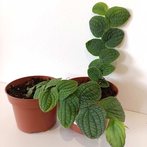 Rhaphidophora Tenuis Silver