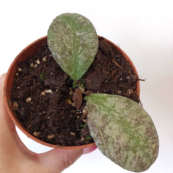 Hoya Waymaniae Kapuas