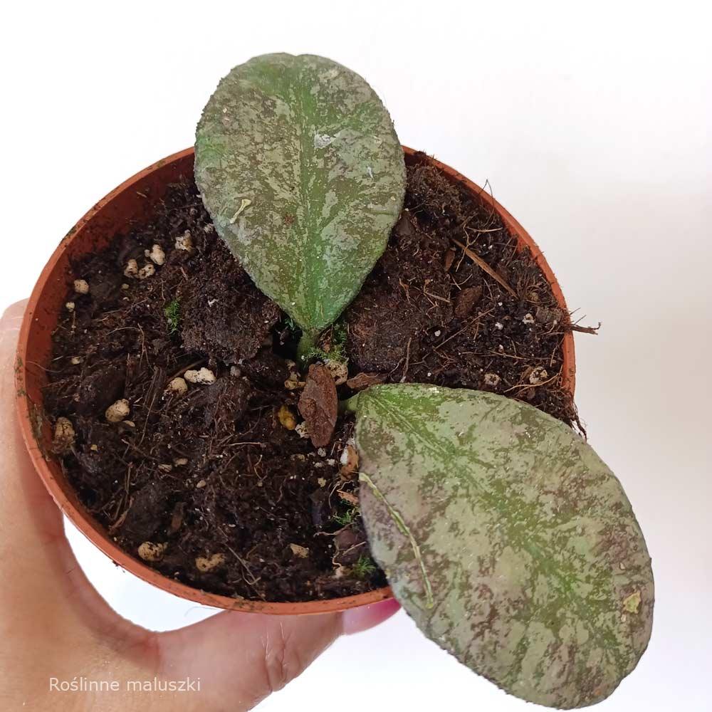 Hoya Waymaniae Kapuas