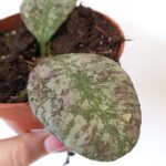 Hoya Waymaniae Kapuas