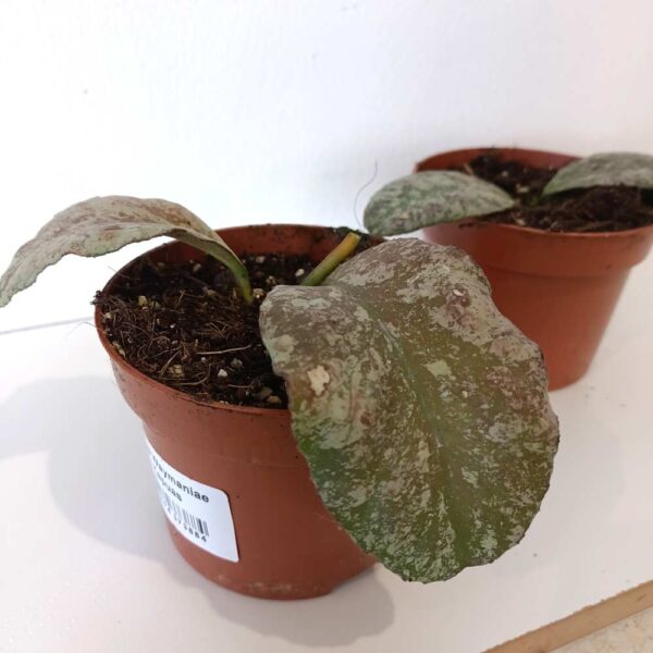 Hoya Waymaniae Kapuas