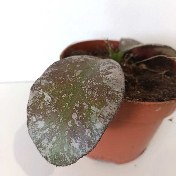 Hoya Waymaniae Kapuas