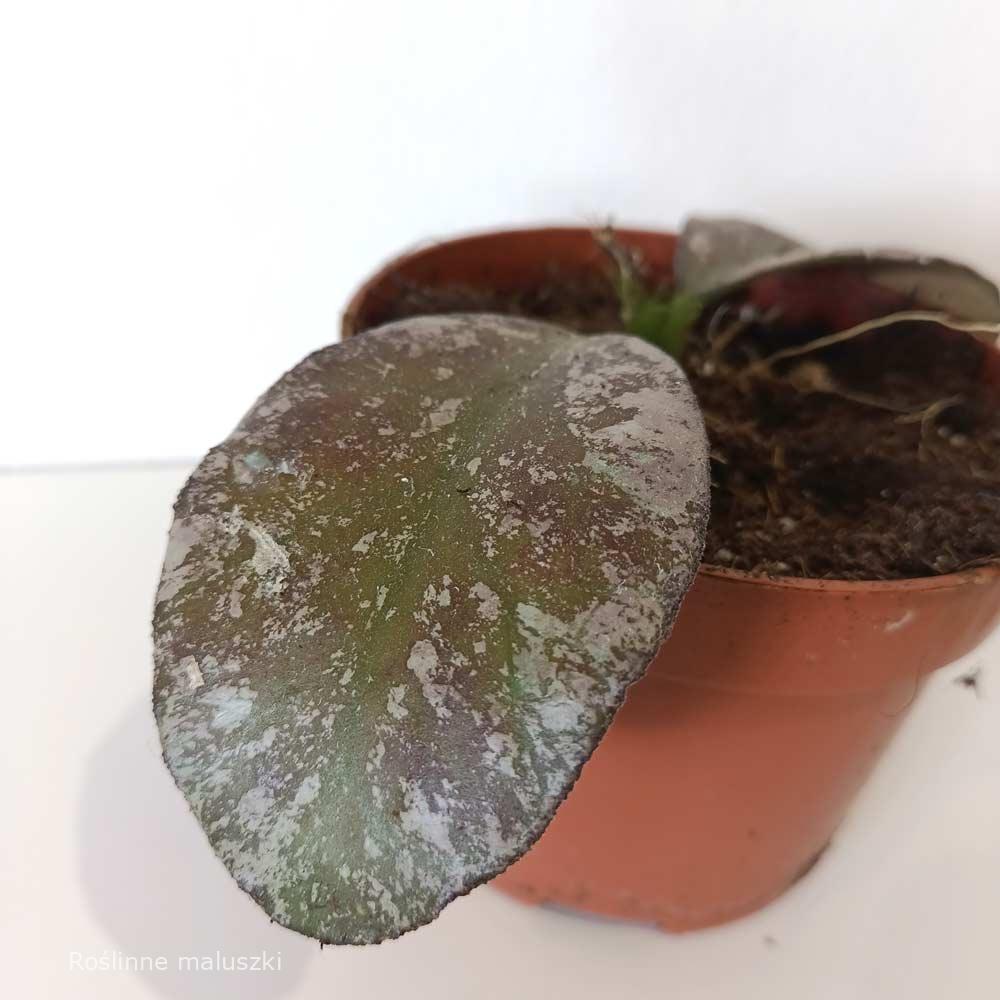 Hoya Waymaniae Kapuas