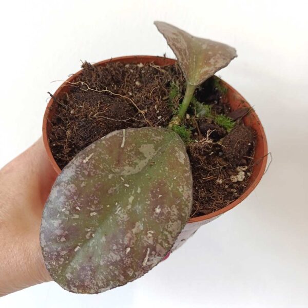 Hoya Waymaniae Kapuas