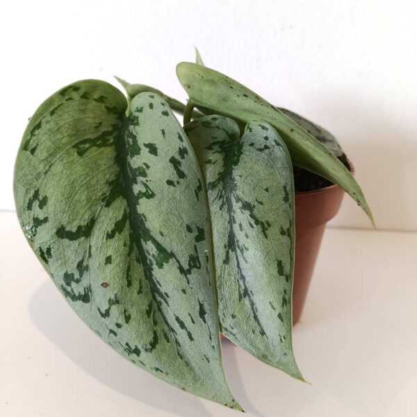 Scindapsus Silver Lady
