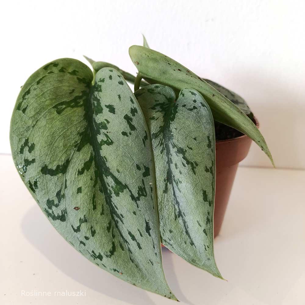 Scindapsus Silver Lady