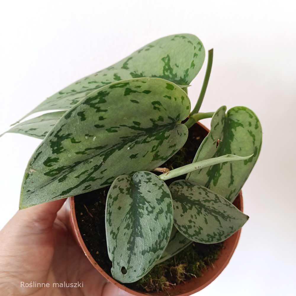 Scindapsus Silver Lady