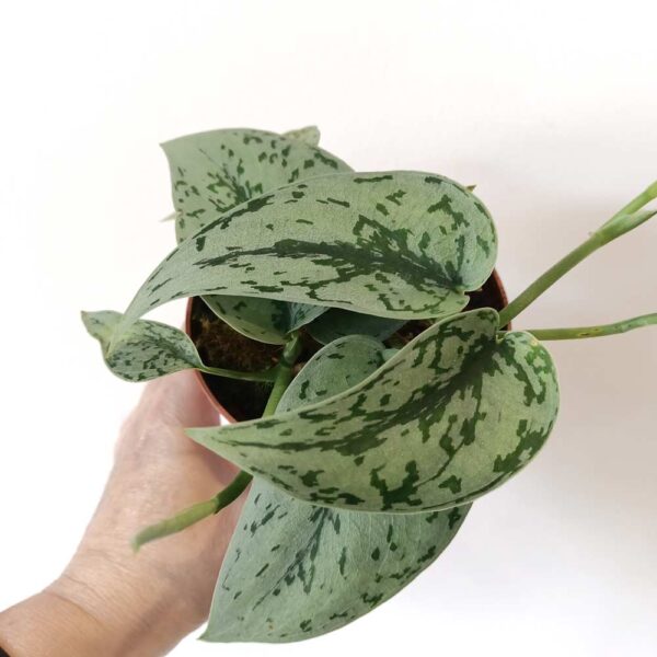 Scindapsus Silver Lady