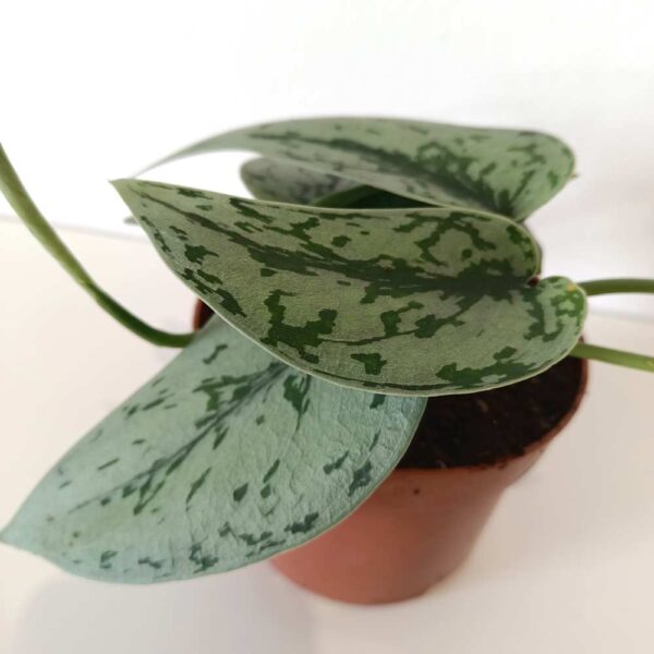 Scindapsus Silver Lady