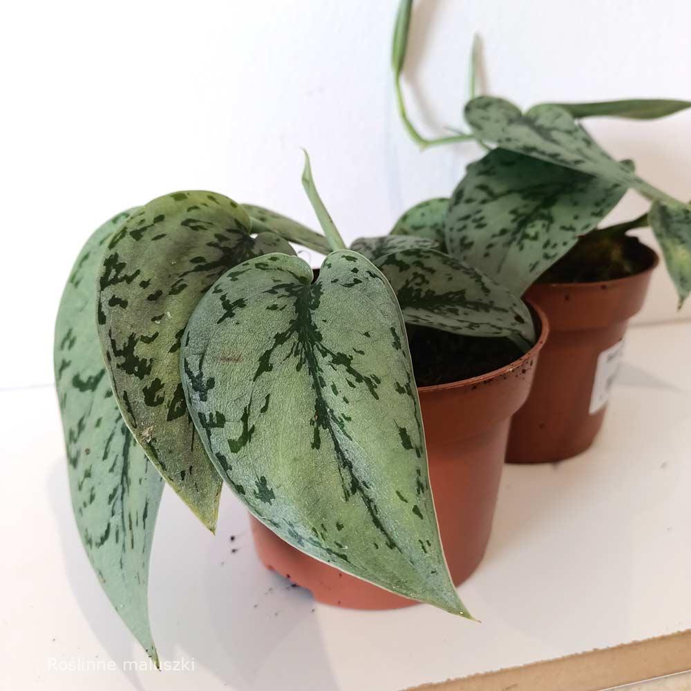 Scindapsus Silver Lady