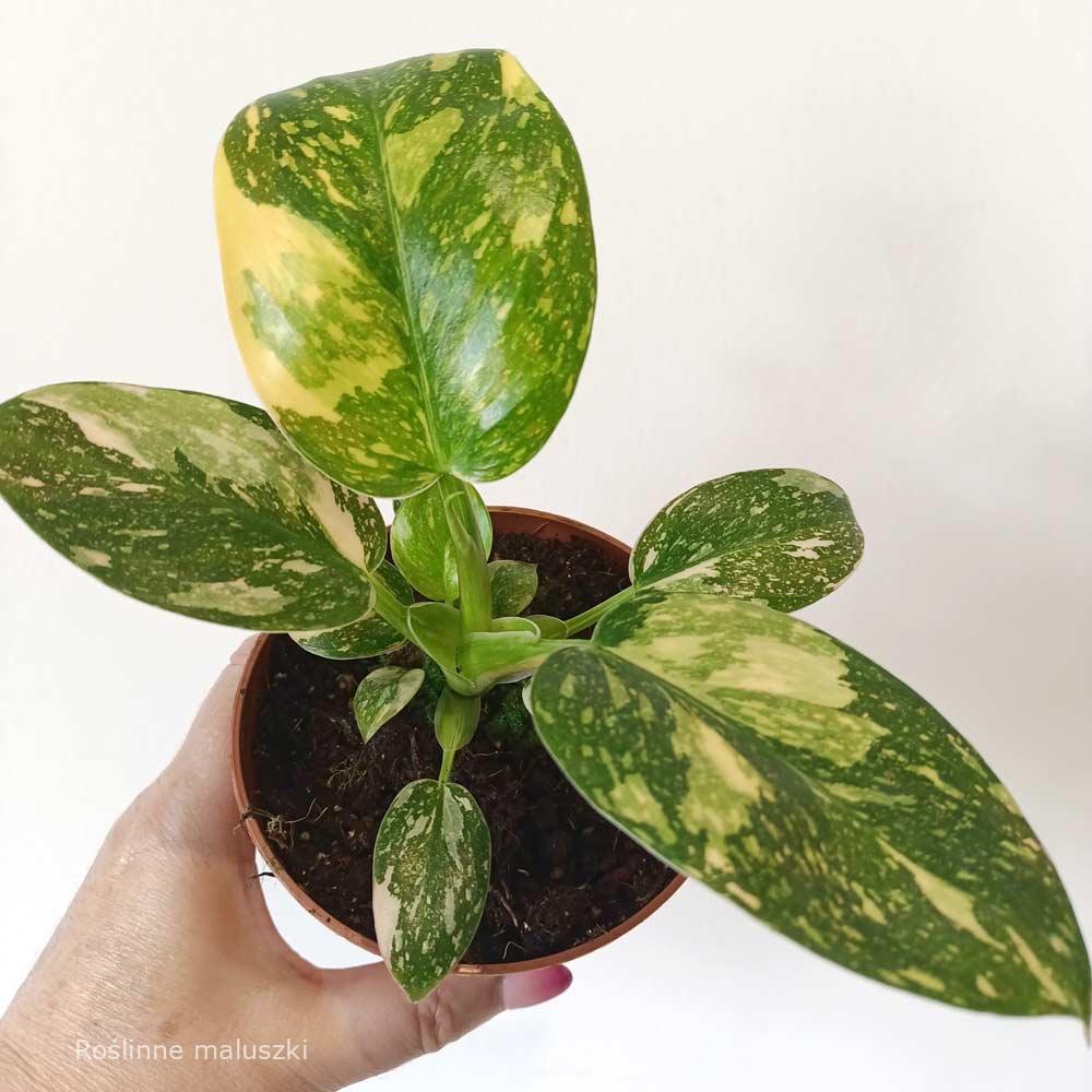 Filodendron Green Congo