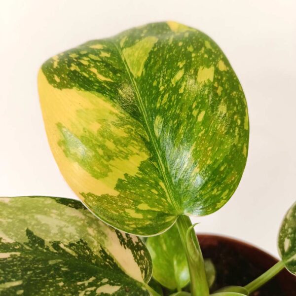 Filodendron Green Congo