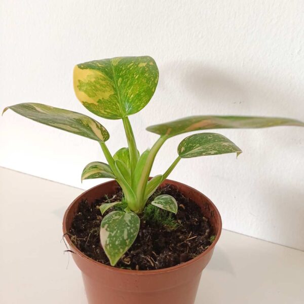 Filodendron Green Congo