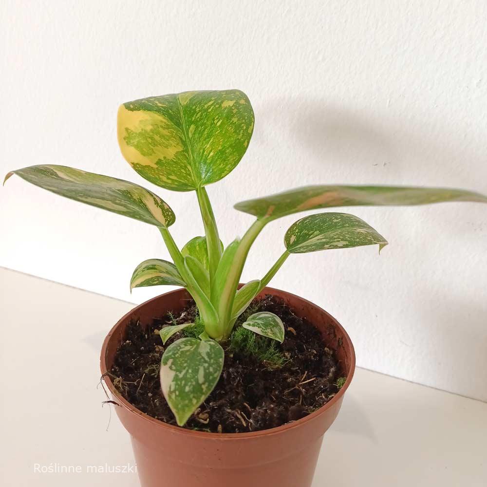 Filodendron Green Congo