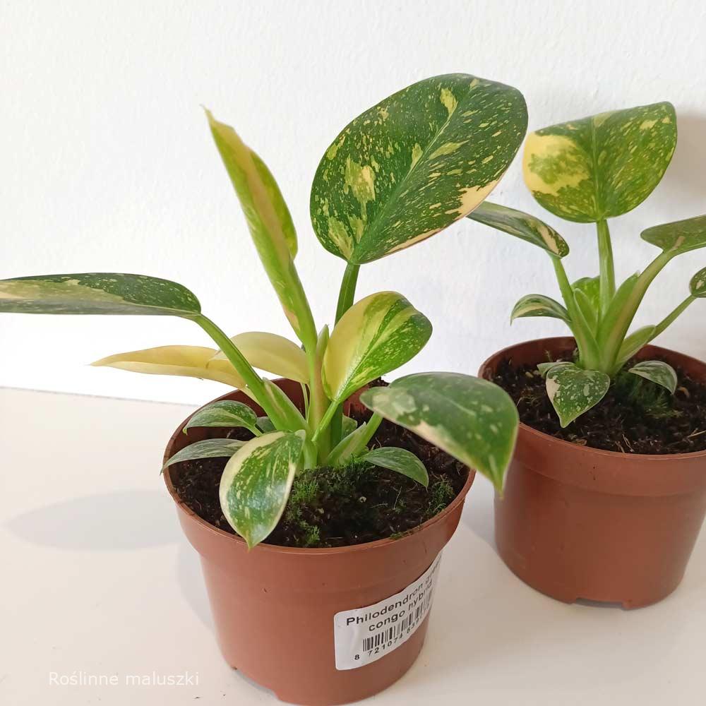 Filodendron Green Congo