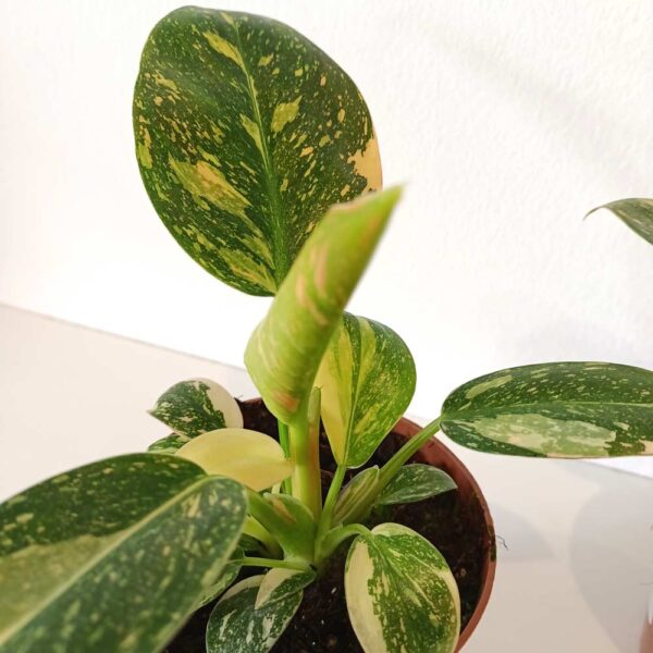 Filodendron Green Congo