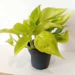 Epipremnum Champs Elysees