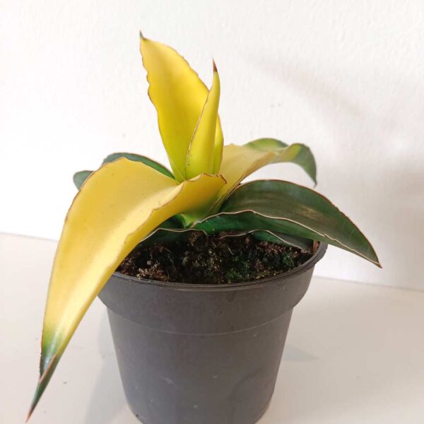 Sansevieria Star Canary