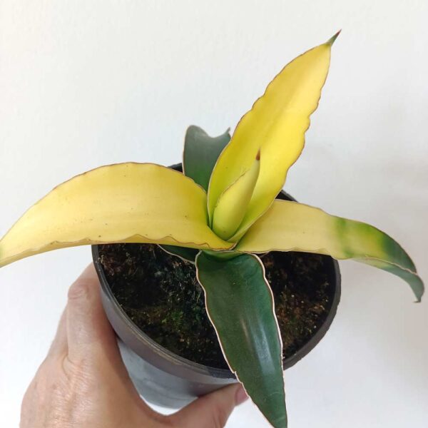 Sansevieria Star Canary