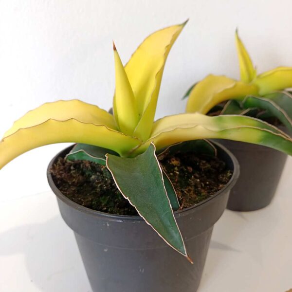 Sansevieria Star Canary