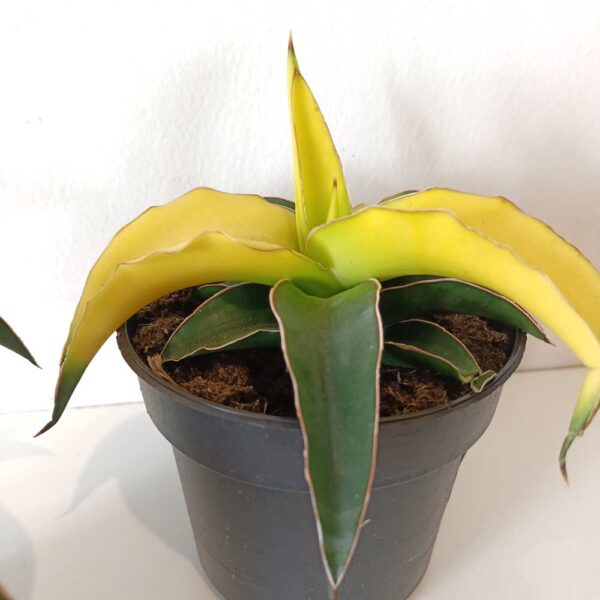 Sansevieria Star Canary