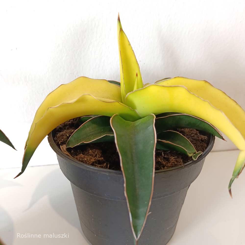 Sansevieria Star Canary