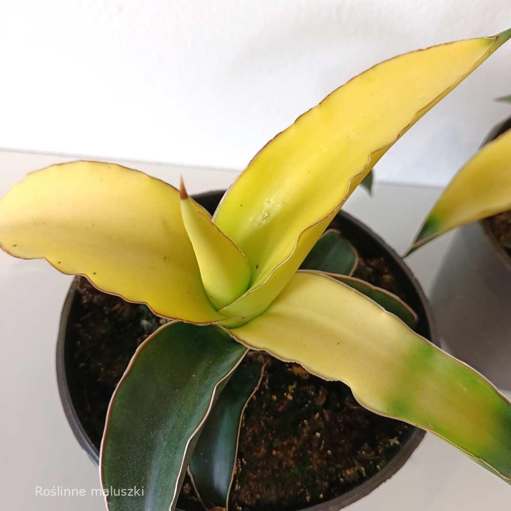 Sansevieria Star Canary
