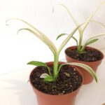 Amplissimum White Variegata (epipremnum)