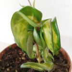 Hoya compacta Mauna Loa