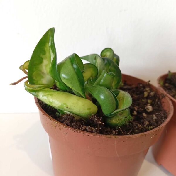 Hoya compacta Mauna Loa