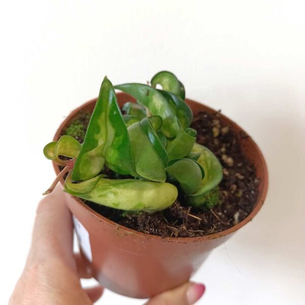 Hoya compacta Mauna Loa