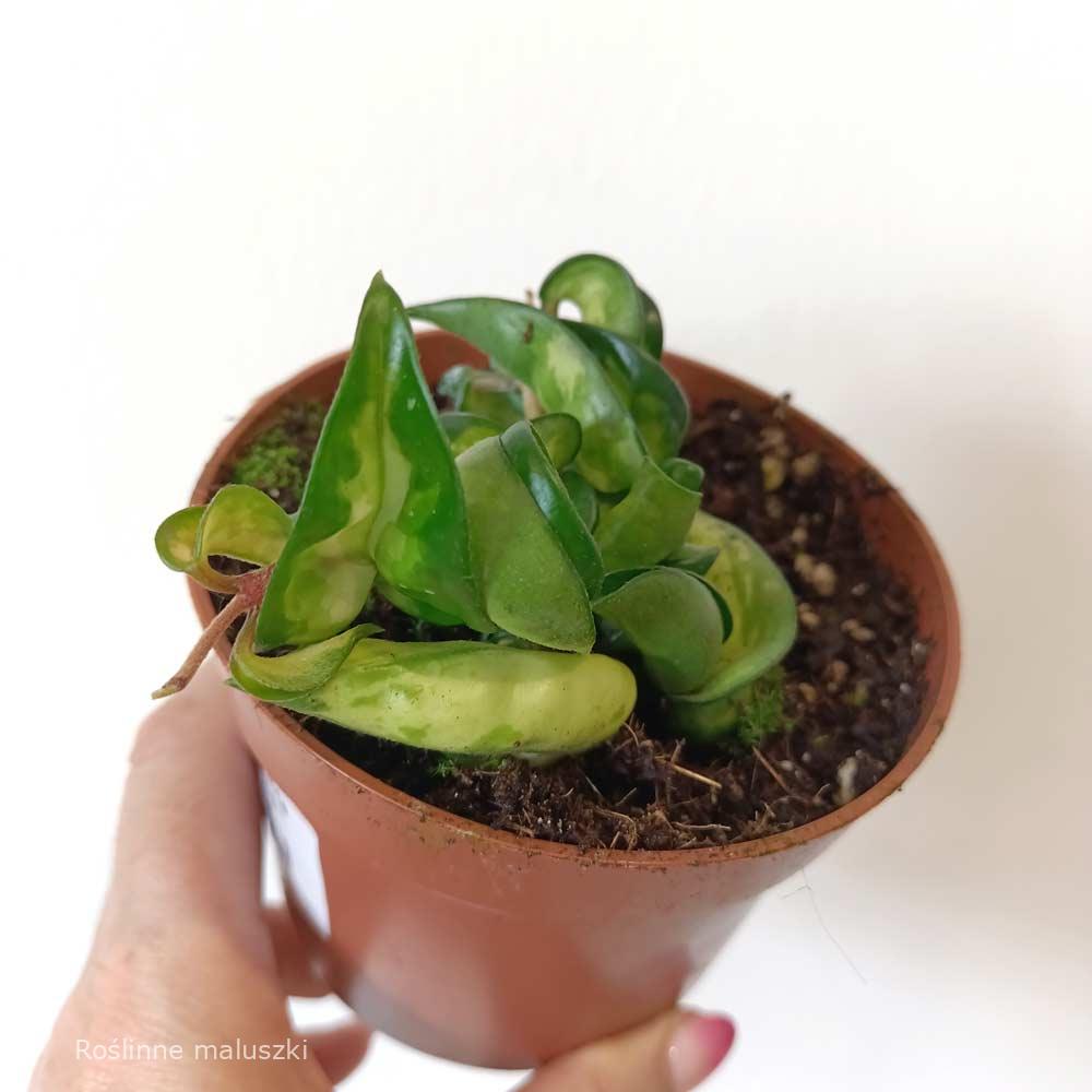 Hoya compacta Mauna Loa