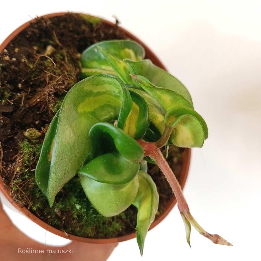 Hoya compacta Mauna Loa