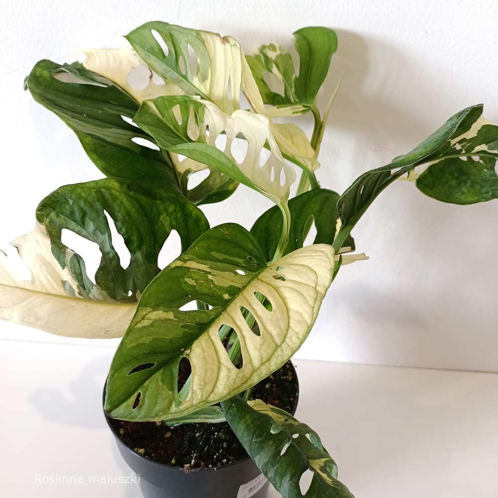 Monstera obliqua monkey Japanese Tricolor