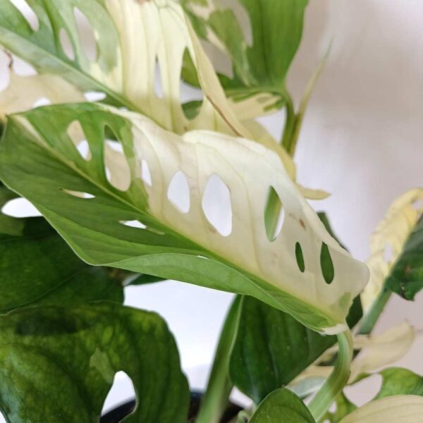 Monstera obliqua monkey Japanese Tricolor