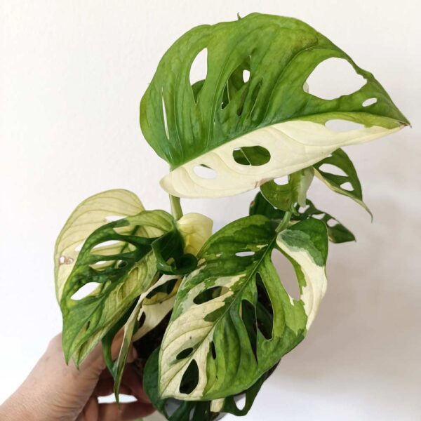 Monstera obliqua monkey Japanese Tricolor